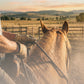 Équitation
